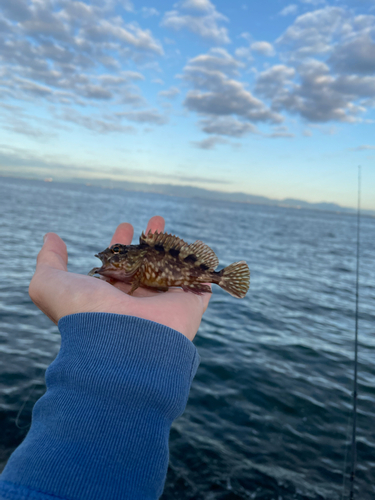 カサゴの釣果