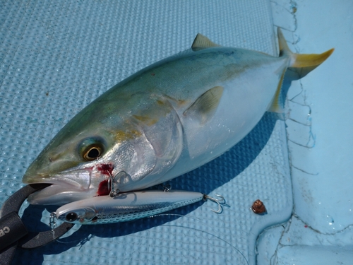 ヤズの釣果