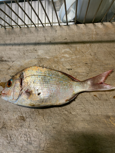 マダイの釣果