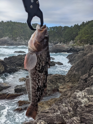 アイナメの釣果