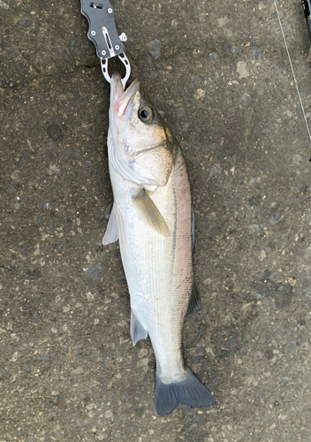 スズキの釣果