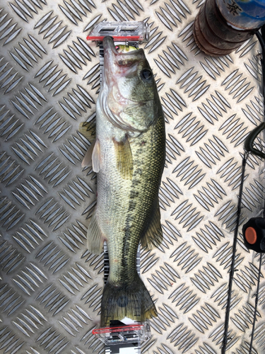 ラージマウスバスの釣果