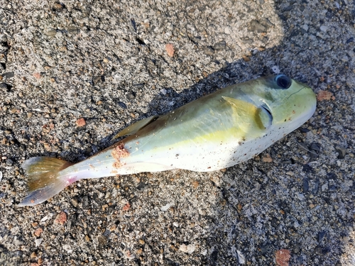 シロサバフグの釣果