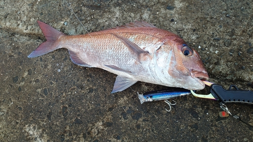 マダイの釣果