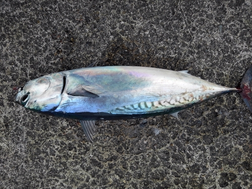 ソウダガツオの釣果