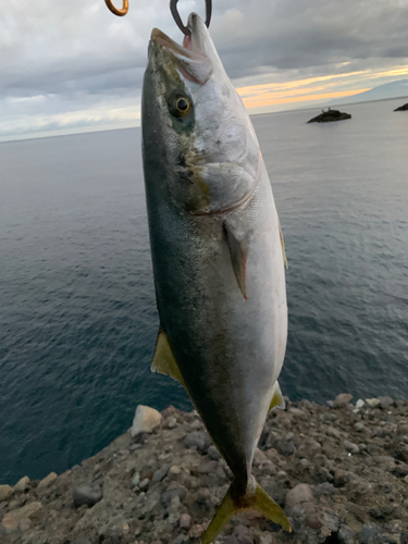 ワラサの釣果