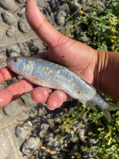 ハスの釣果