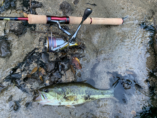 ブラックバスの釣果