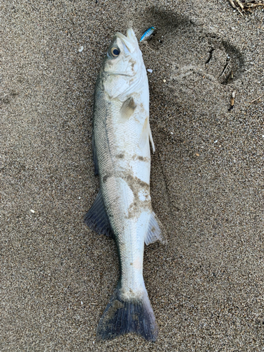 スズキの釣果