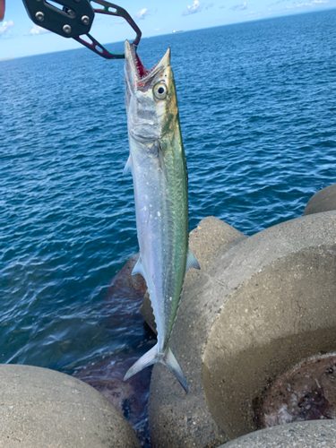 サゴシの釣果