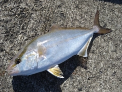 ショゴの釣果