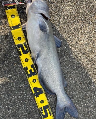 アメリカナマズの釣果