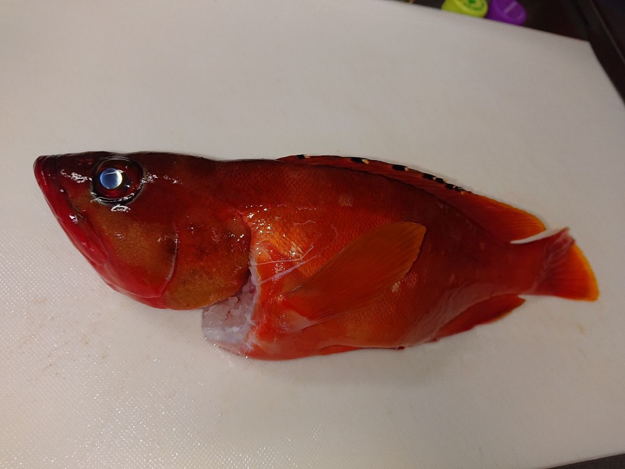 アカハタ