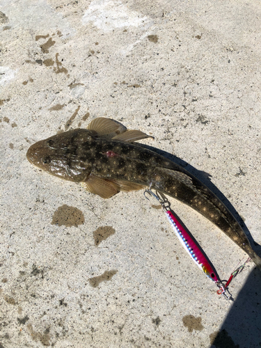 コチの釣果