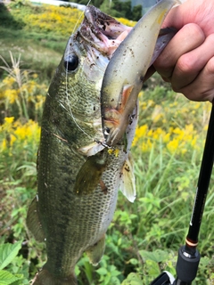 ブラックバスの釣果