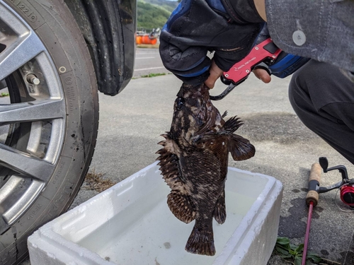 ムラソイの釣果