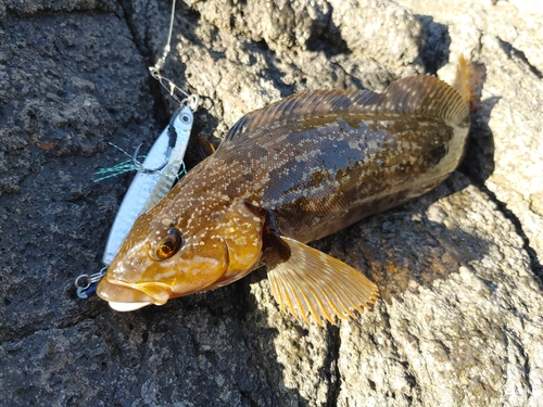 アイナメの釣果