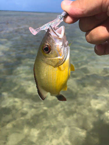 オキフエダイの釣果