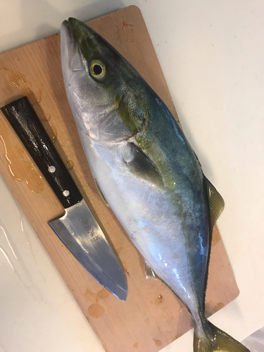 ハマチの釣果