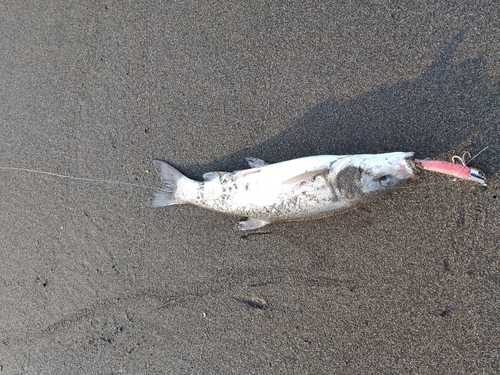 ウグイの釣果