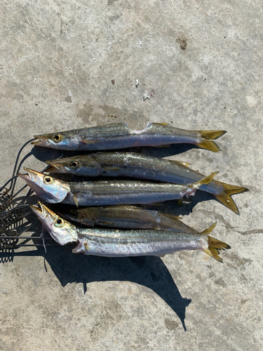 カマスの釣果