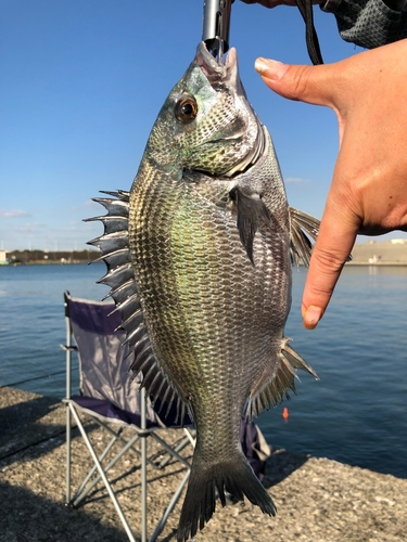 クロダイの釣果