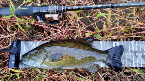 スモールマウスバスの釣果