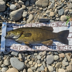 スモールマウスバスの釣果