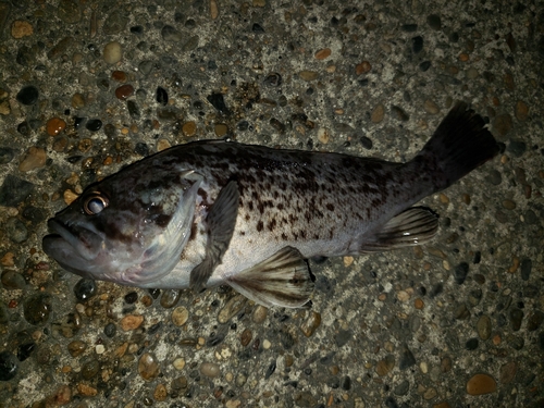 クロソイの釣果