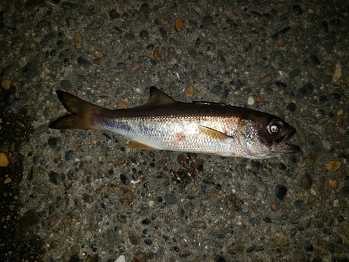 ムツの釣果