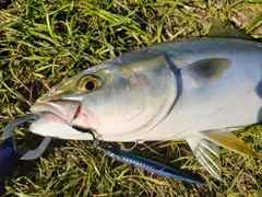 イナダの釣果