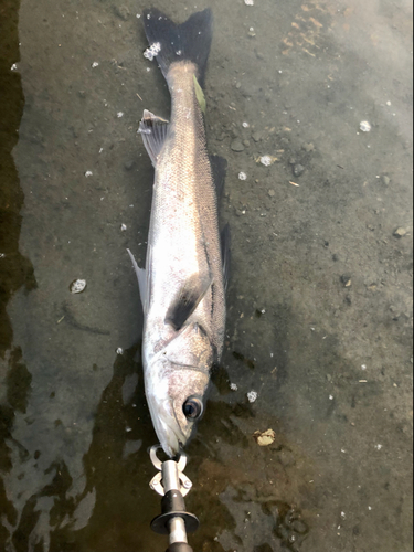 スズキの釣果