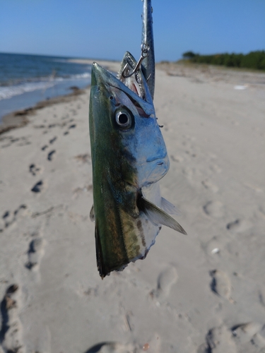 サゴシの釣果