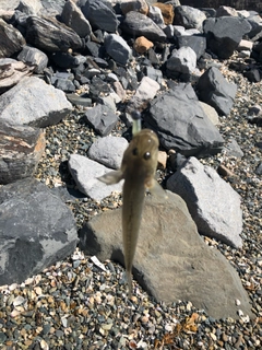 マハゼの釣果