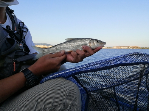 ニゴイの釣果