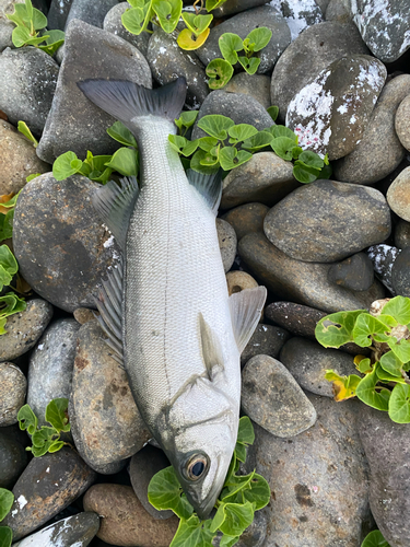 セイゴ（ヒラスズキ）の釣果