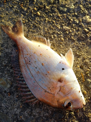 タイの釣果