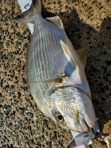 ヘダイの釣果