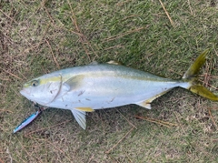 イナダの釣果