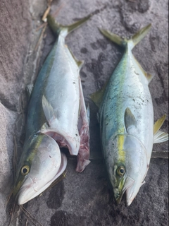 イナダの釣果