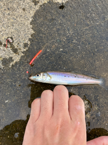 キスの釣果