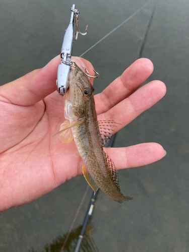 ハゼの釣果