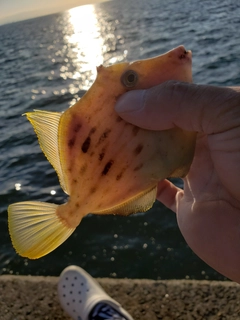 カワハギの釣果