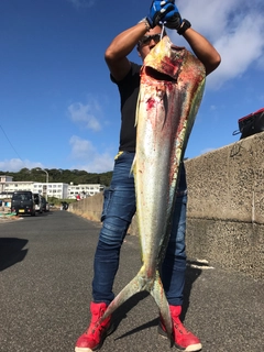 シイラの釣果