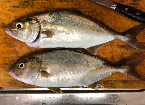 ショゴの釣果