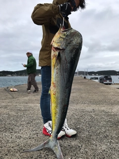 シイラの釣果