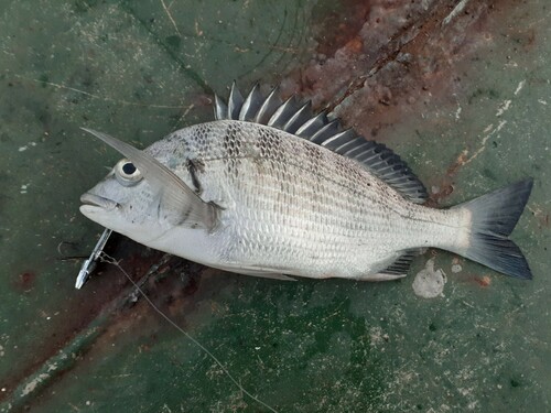 チヌの釣果