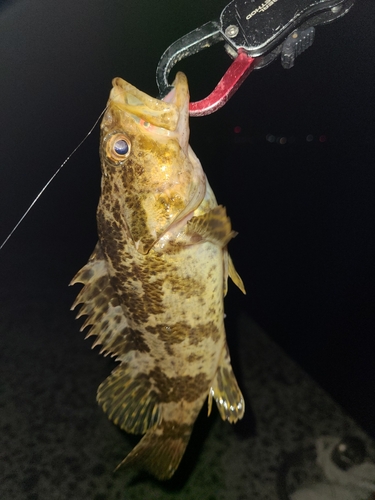 タケノコメバルの釣果