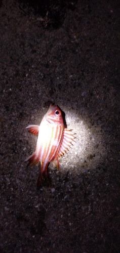 キントキダイの釣果