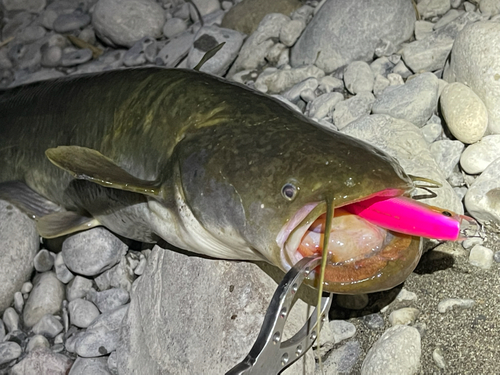 ナマズの釣果